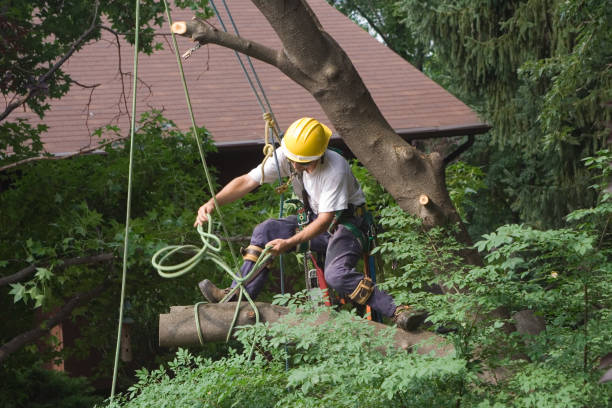 Best Utility Line Clearance  in Davie, FL