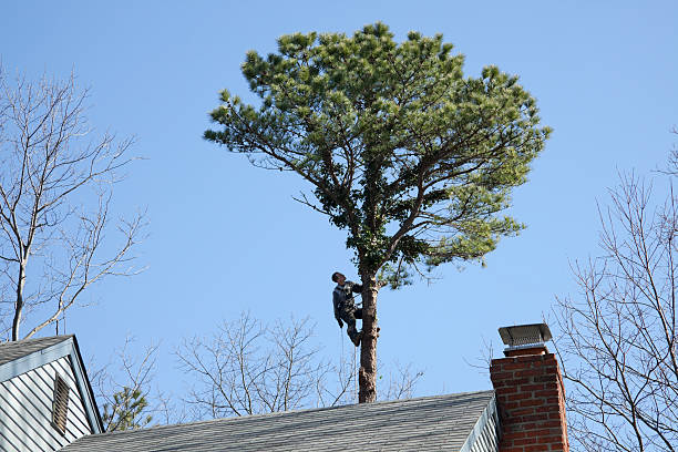 Reliable Davie, FL Tree Removal Services Solutions