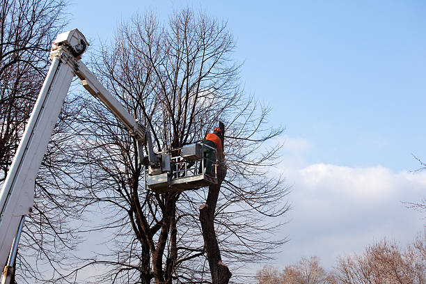 How Our Tree Care Process Works  in  Davie, FL